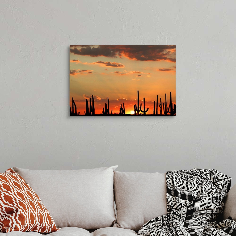 A brilliant sunset with silhouettes of saguaro cacti in Mesa, Arizona ...