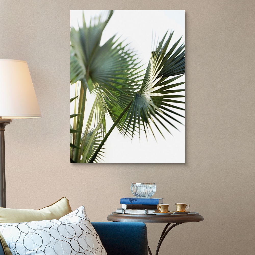 Palm fronds, close-up Wall Art, Canvas Prints, Framed Prints, Wall ...