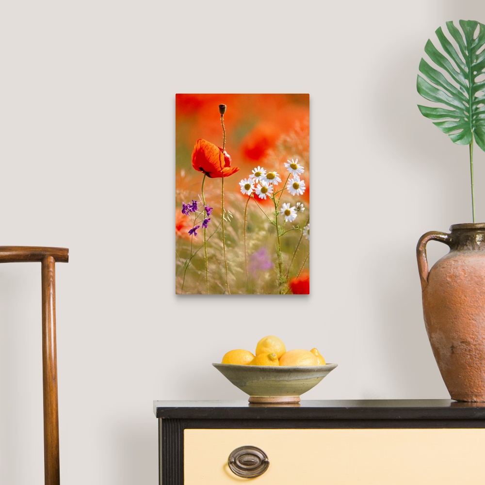 Poppy, Camomile And Larkspur Wall Art, Canvas Prints, Framed Prints ...