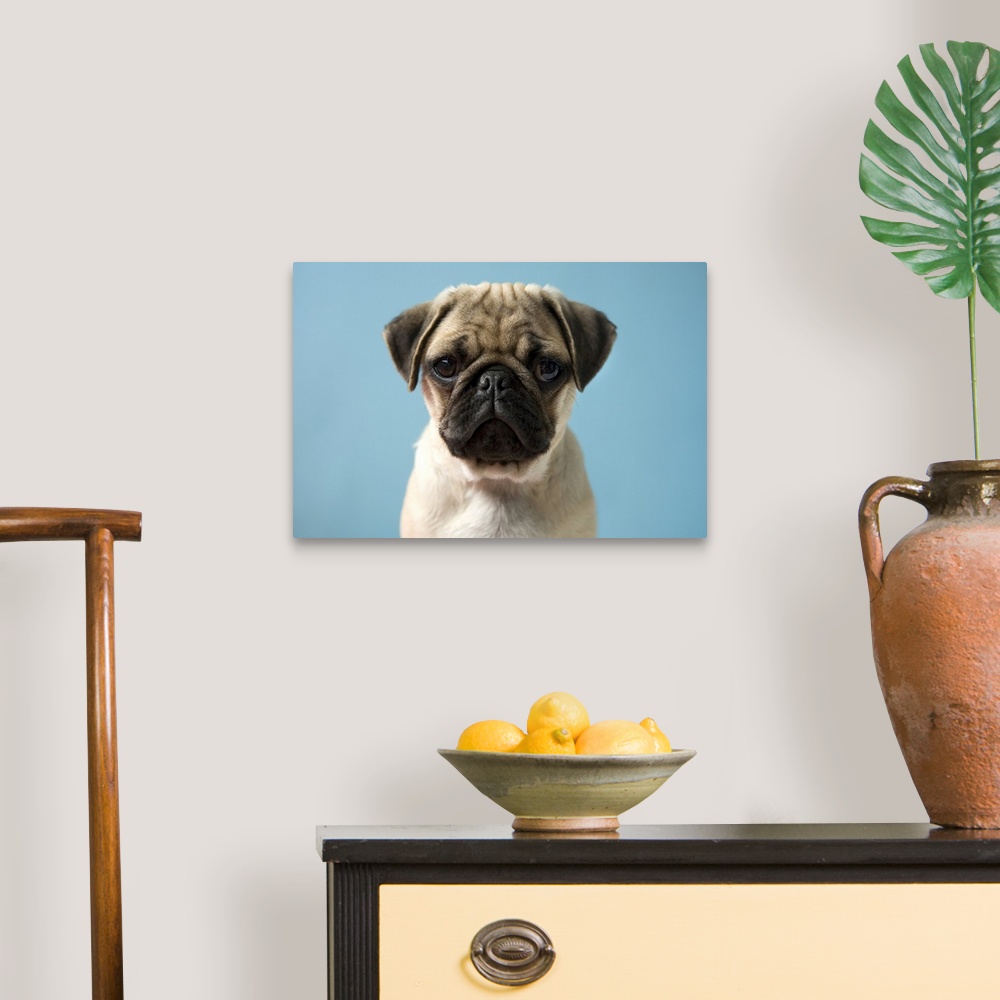 Pug puppy against blue background Wall Art, Canvas Prints, Framed ...