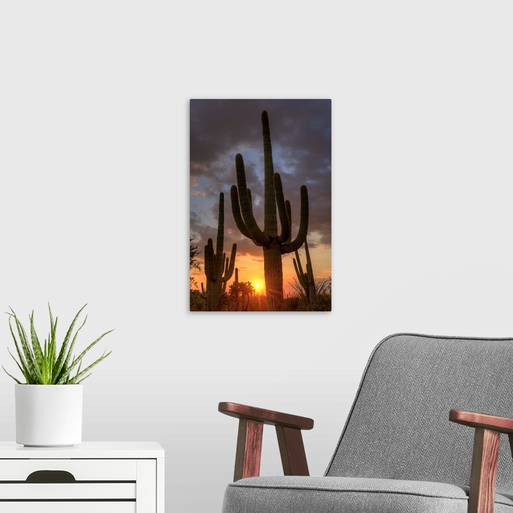 Arizona, Tucson, Saguaro National Park Wall Art, Canvas Prints, Framed ...