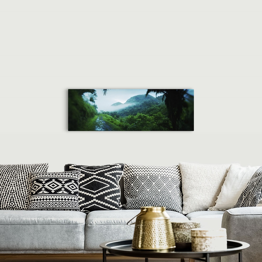 Path in a rainforest, Cayo District, Belize Wall Art, Canvas Prints ...