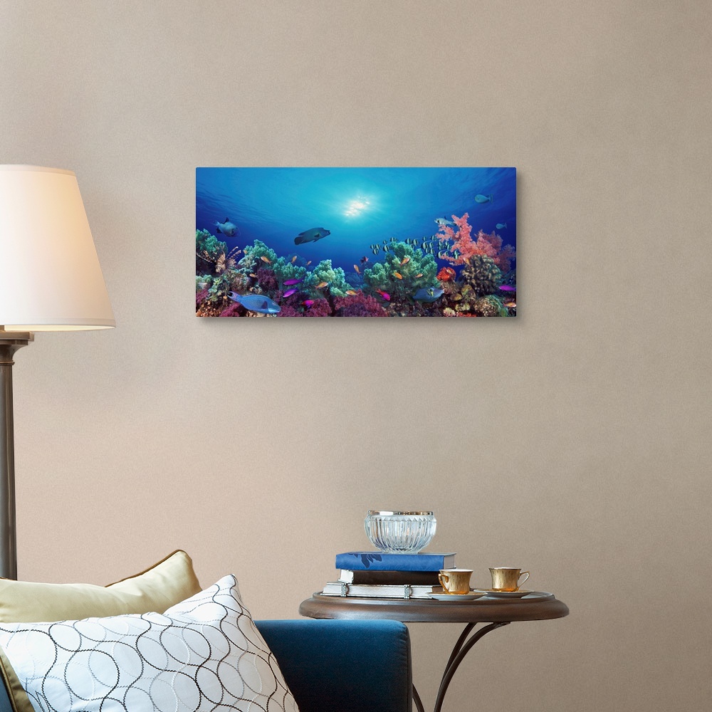 School of fish swimming near a reef, Indo-Pacific Ocean Wall Art ...