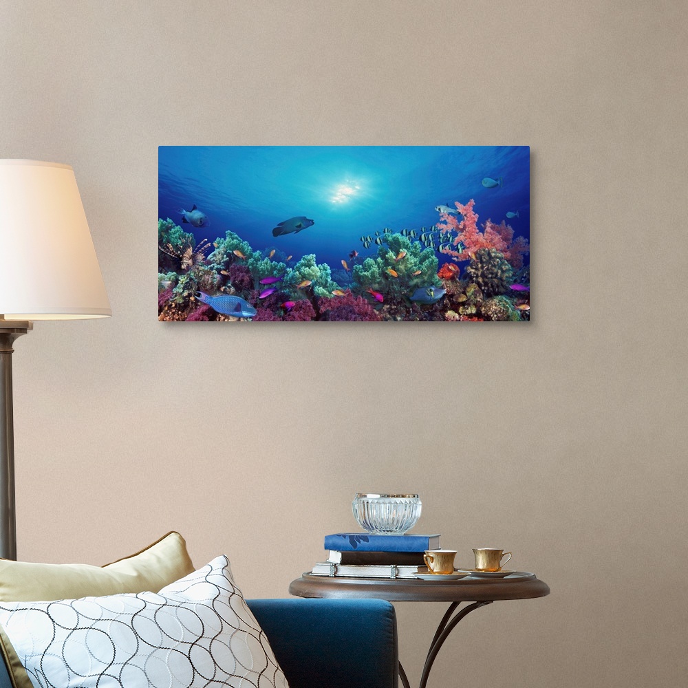 School of fish swimming near a reef, Indo-Pacific Ocean Wall Art ...