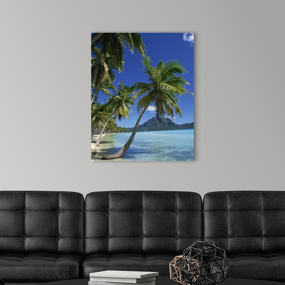 Palm trees fringe the tropical beach and sea on Bora Bora (Borabora ...